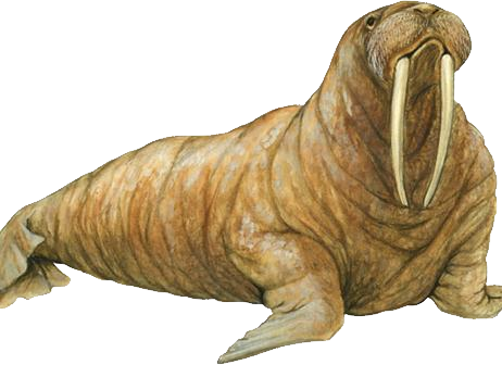 Walrus Png (462x336), Png Download