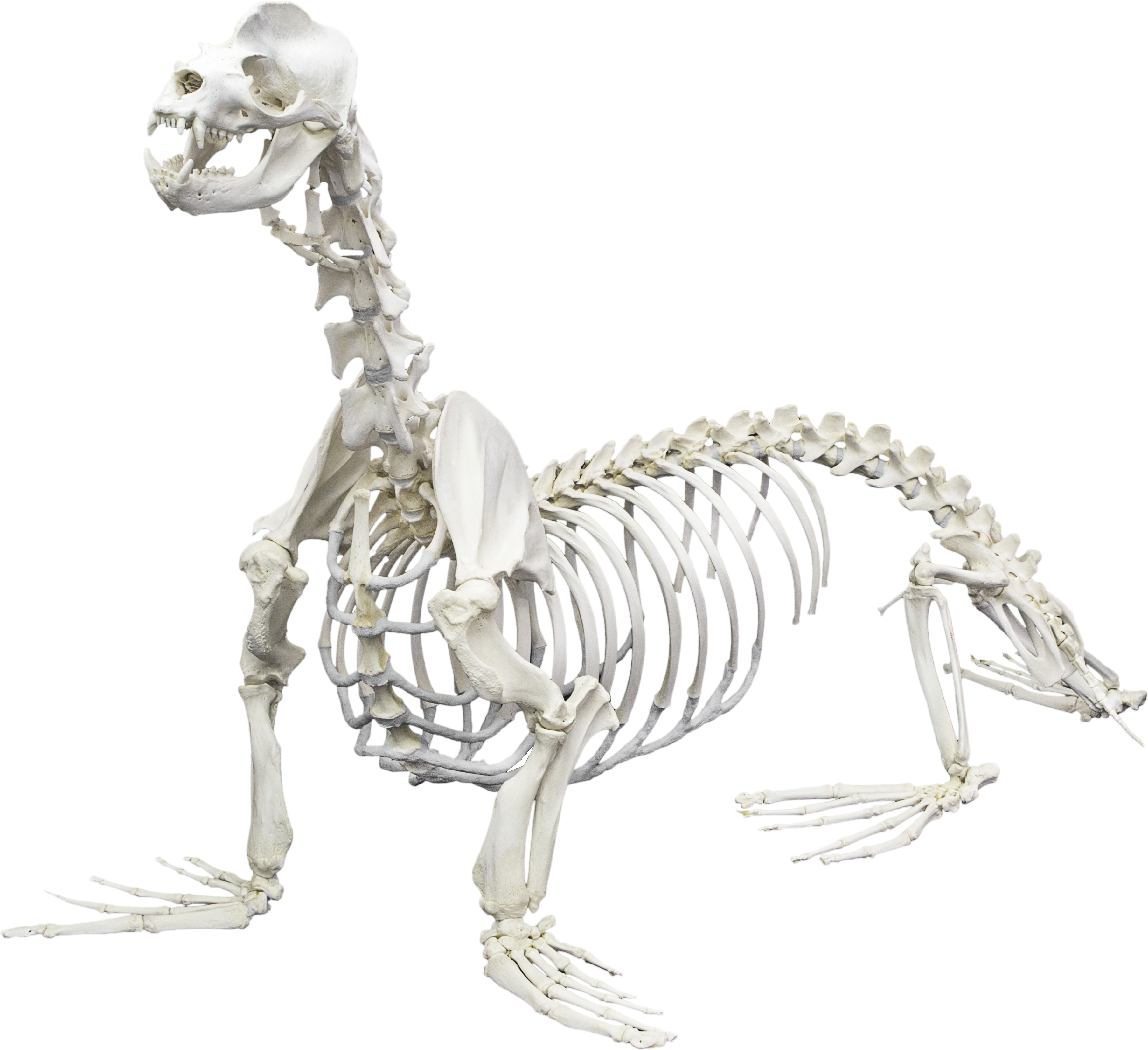 California Sea Lion - Animals Skeletons (3609x3302), Png Download