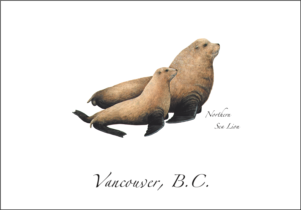 Northern Sea Lion - Male And Female Steller Sea Lion (1200x1200), Png Download