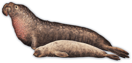Species Fact - - Northern Elephant Seal Female (513x245), Png Download