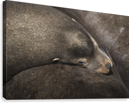 California Sea Lions Nap On The Riverfront - California Sea Lions (zalophus Californianus) Nap (429x344), Png Download