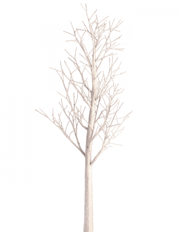 Canoe Birch (598x768), Png Download