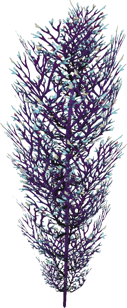 Cave Bush Flora - English Lavender (1080x1080), Png Download