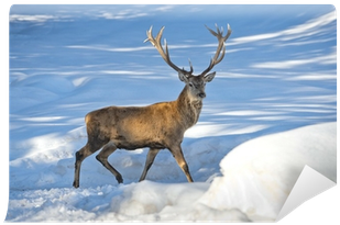 Reindeer (400x400), Png Download