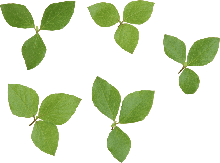 Free Png Green Leaves Png Images Transparent - Leaf Png (850x629), Png Download
