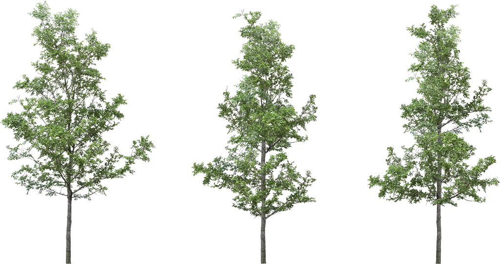 [ Img] - Png Cut Out Trees Photoshop (1024x540), Png Download