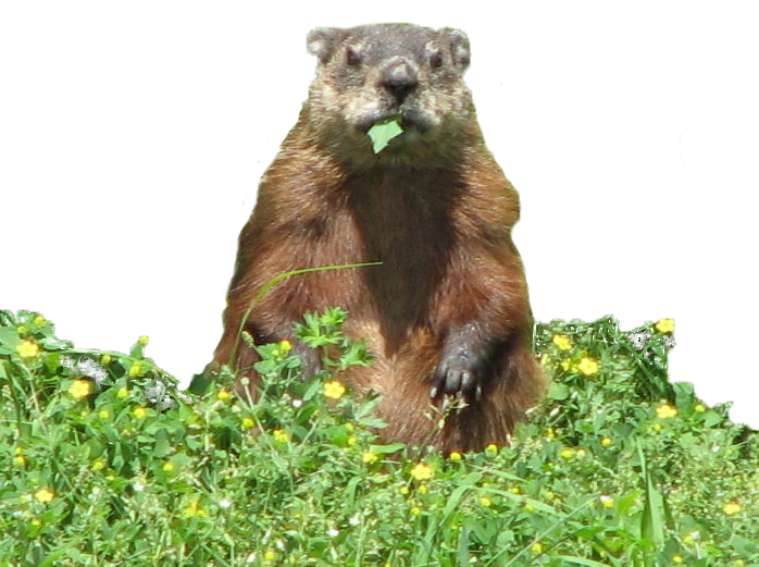 Groundhog, Eating - Groundhog Png (698x521), Png Download