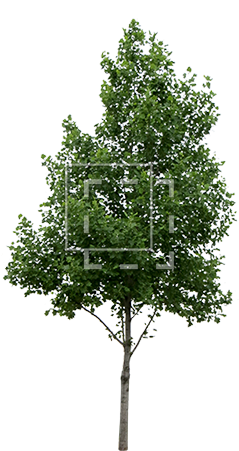 Parent Category - Tree Cut Out Png (450x450), Png Download
