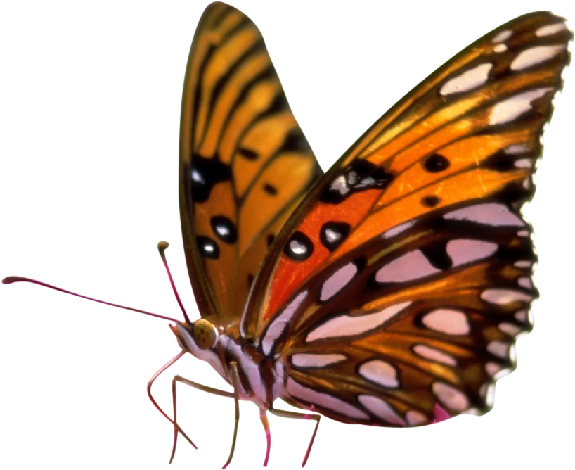 Butterfly Png Sitting On Flower - Butterfly On Flower Png (841x692), Png Download