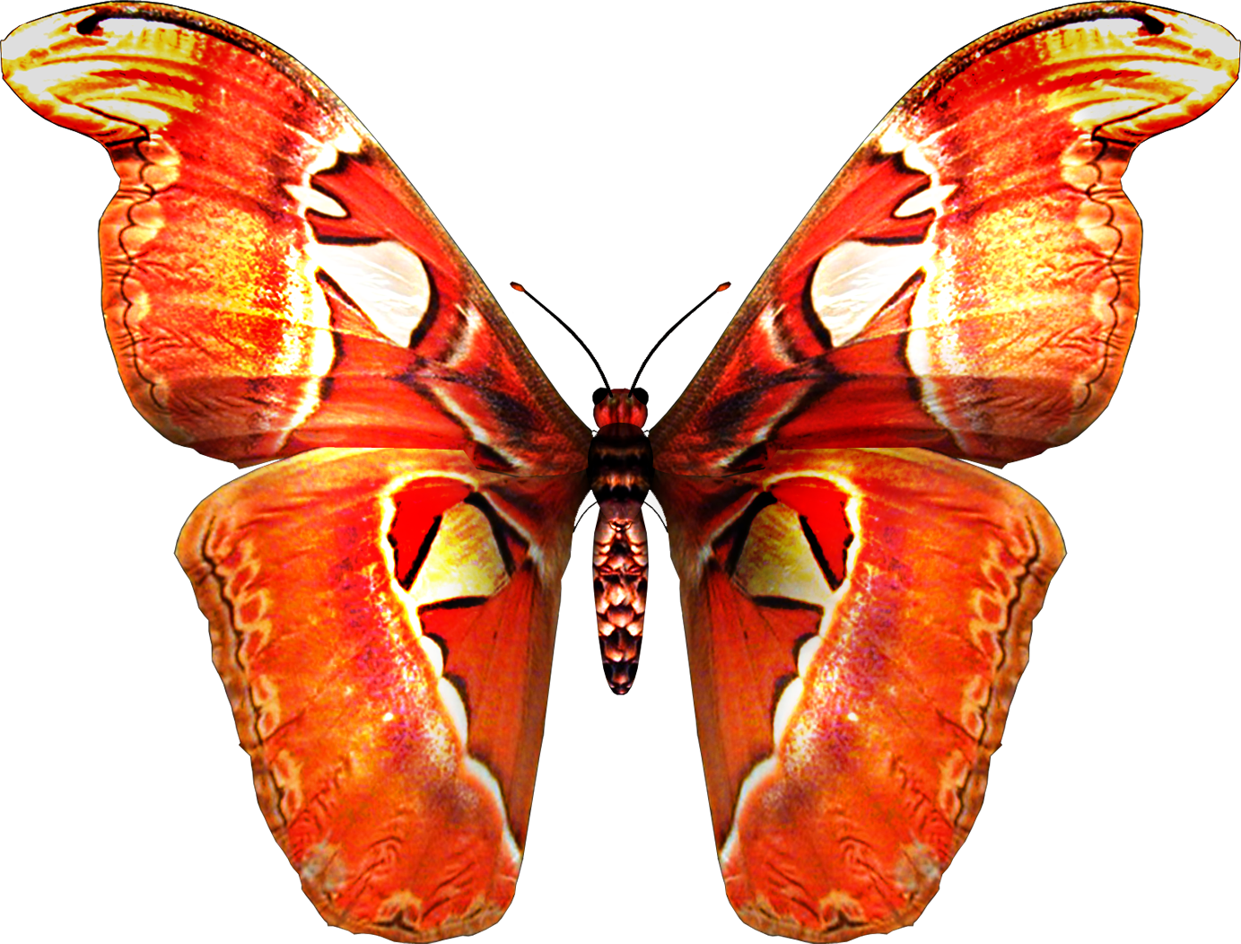 Red Orange Butterfly Png - Butterfly Png Images Hd (500x380), Png Download
