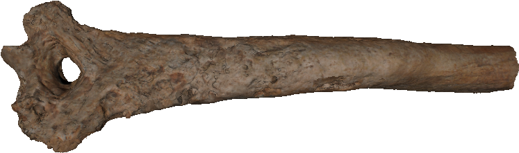 1920 X 927 6 - Real Bone Transparent (1920x927), Png Download