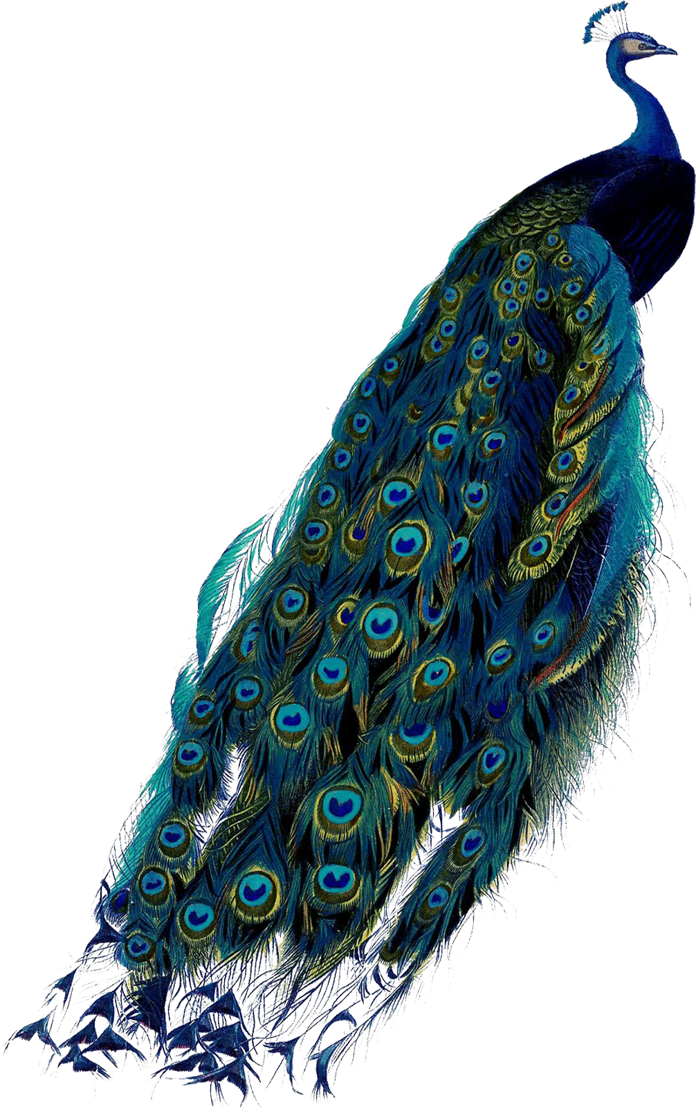 Pavo Real, Peacock Colors, Peacocks, Feather, Peacock, - Peacock Violin Design (1006x1600), Png Download
