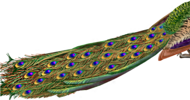 Transparent Background Peacock Png (640x480), Png Download