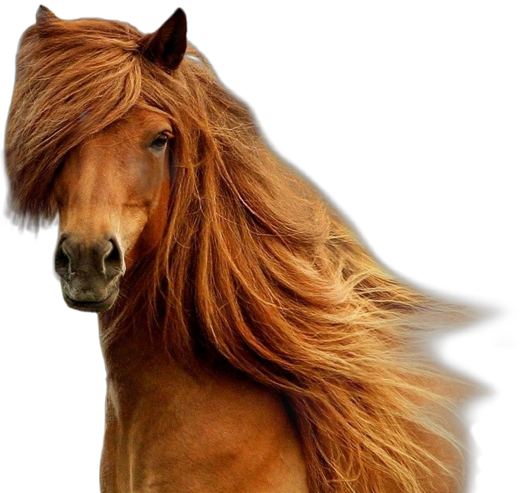 Horse Brown Brownhorse Beatiful Horseface - Beauty In Horses (1024x967), Png Download