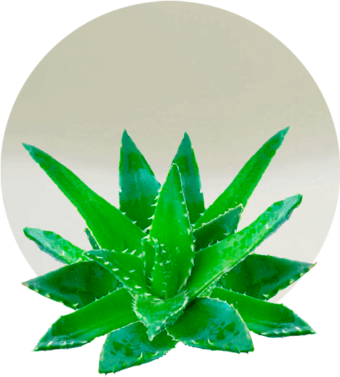 Aloe Vera Concentrate - Crema Mani Aloe Vera Irge (536x595), Png Download