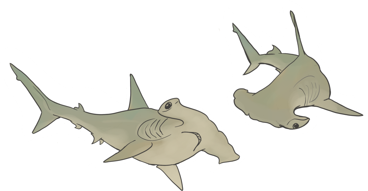 Hammerhead Sharks - Cartoon (1278x719), Png Download