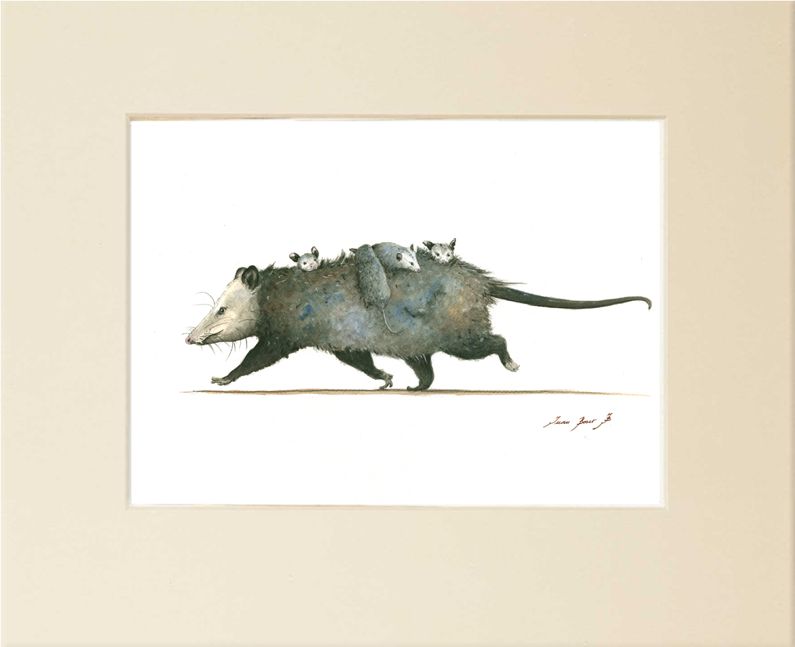 "opossum Family" - - Boar (1229x1017), Png Download