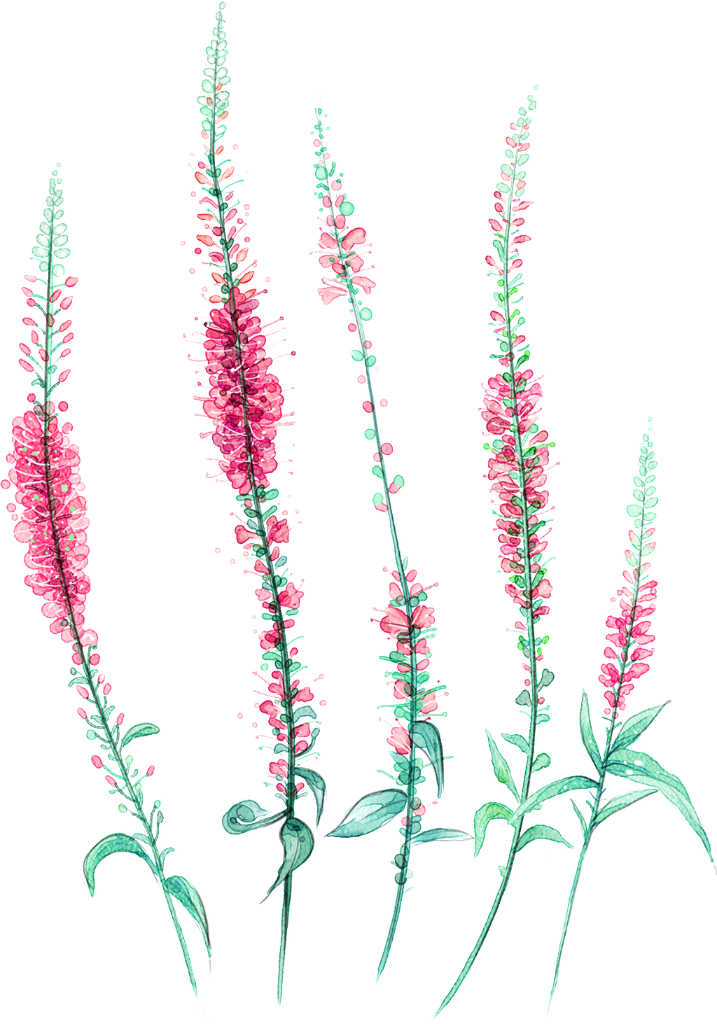 Hand Painted Colorful Flowers Transparent Decorative - Lavande Png (1024x1463), Png Download