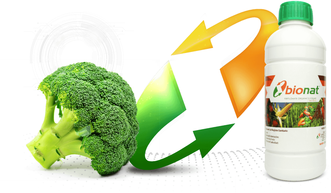 Brocoli - Bionat (1172x698), Png Download