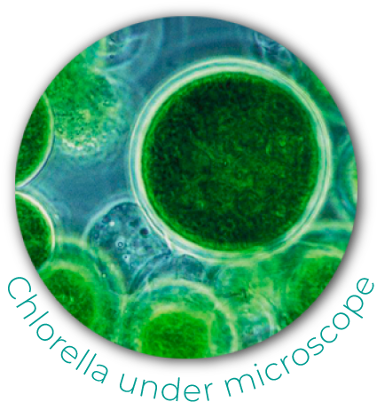 Chlorella - Blue Green Algae (800x800), Png Download