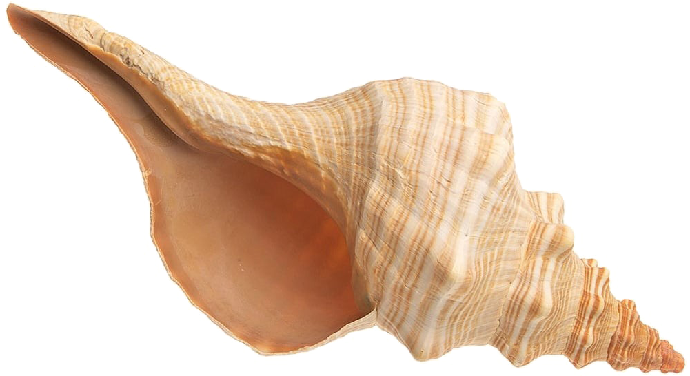 Conch Transparent Images - Shell (1000x1000), Png Download