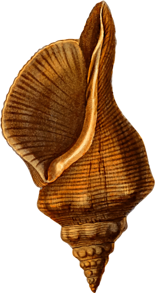 Horse Conch - Horse Conch Clipart (527x1000), Png Download