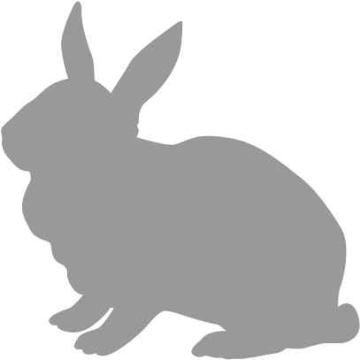 Rabbit - Domestic Rabbit (1008x798), Png Download