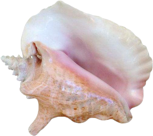Yebbi-gongju Tropical Home Decor, Pink Home Decor, - Conch (570x570), Png Download