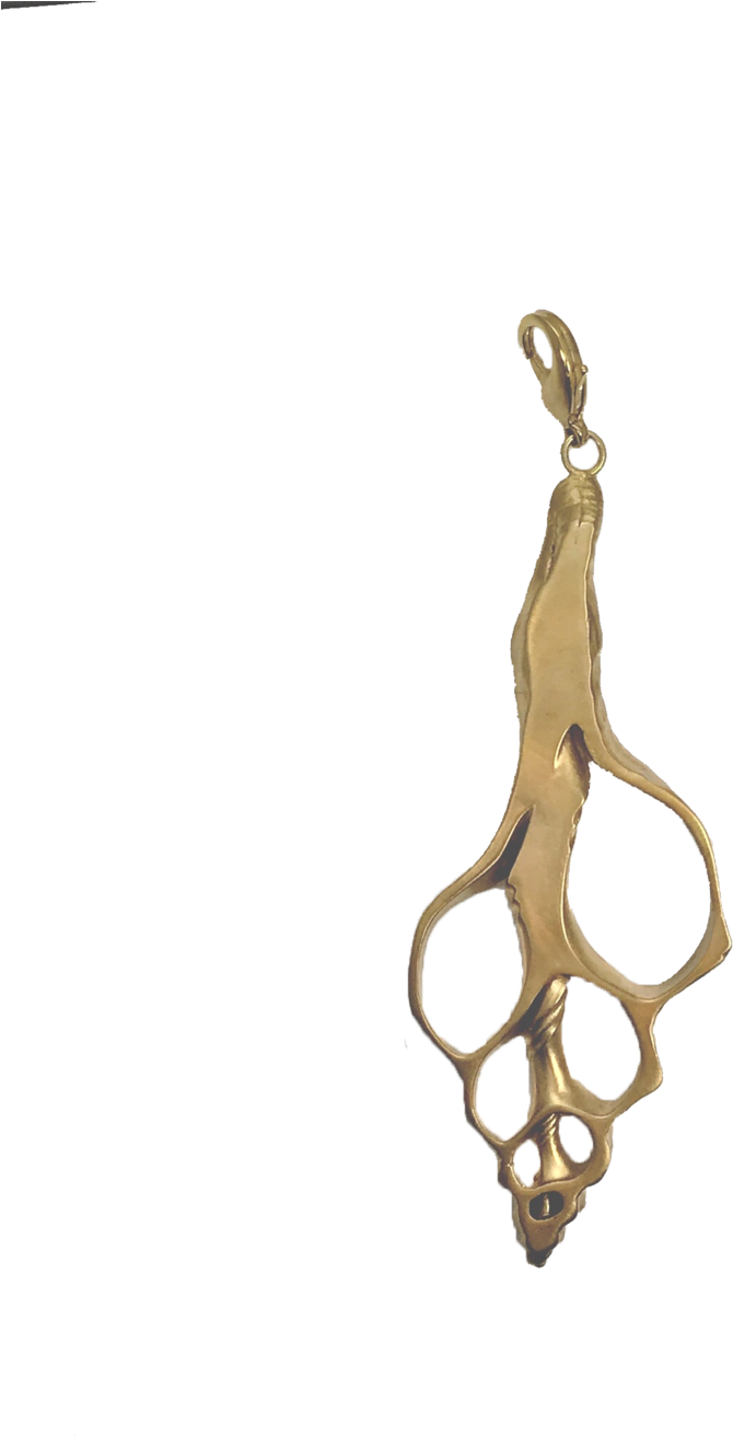 Cutaway Conch Study Enhancer - Pendant (1000x1333), Png Download