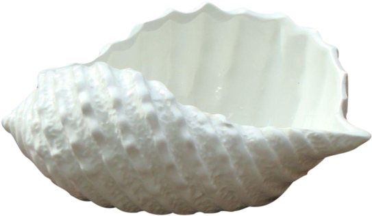 Vintage Antique Stafford White Italian Porcelain Seashell - Shell (600x547), Png Download