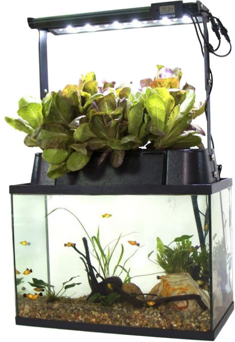 Self Cleaning Fish Tank - Eco Cycle Aquaponics Kit (510x710), Png Download