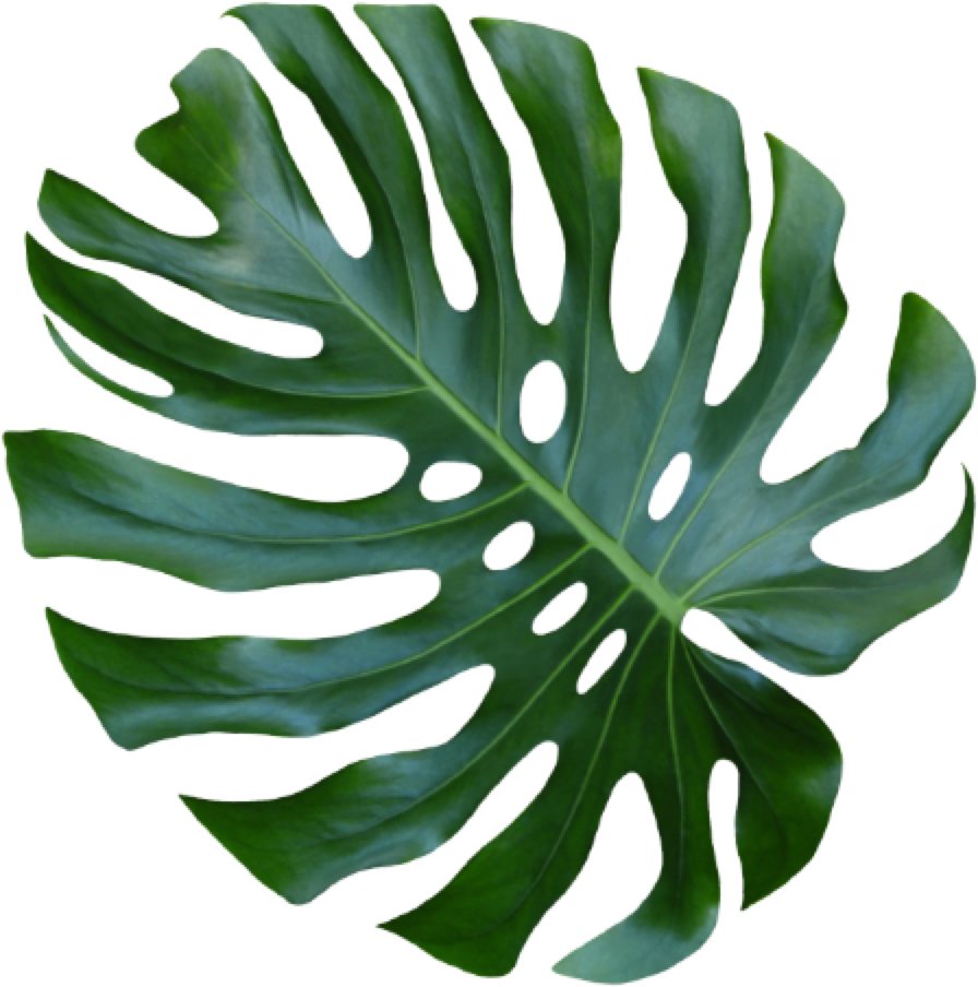 hängender philodendron Philodendron scandens 'Brasil' kaufen main image 0