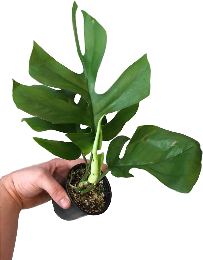 Rhaphidophora Tetrasperma 4″ - Houseplant (720x960), Png Download