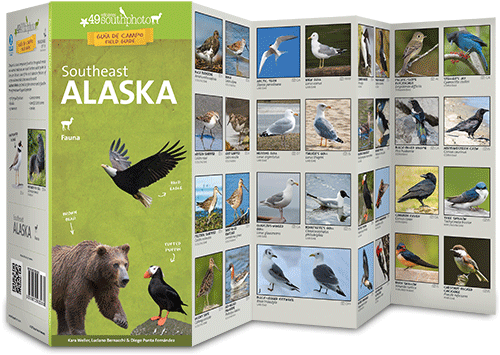 Redonda Svalbard Southeast Alaska - Tasmanian Devil (960x387), Png Download