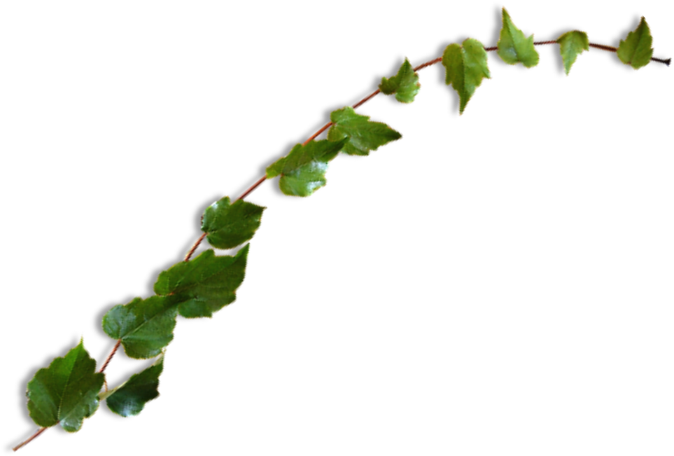 Vine Sticker - Plant Stem (1024x785), Png Download