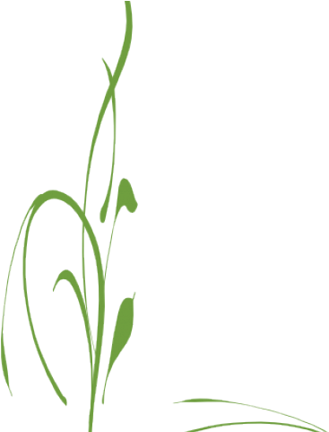 Green Vine Cliparts - Vine Flowers Transparent (640x480), Png Download