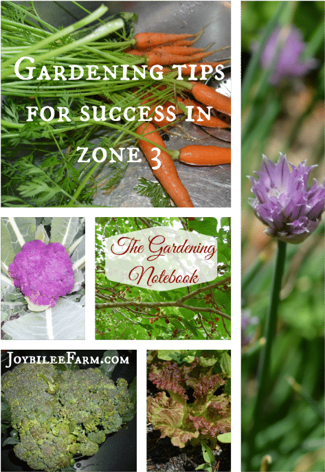 Gardening Tips For Success In Zone - Camas (500x714), Png Download