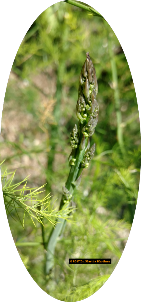 Asparagus Blooms At The Historic Vegetable Garden, - Grass (478x1024), Png Download
