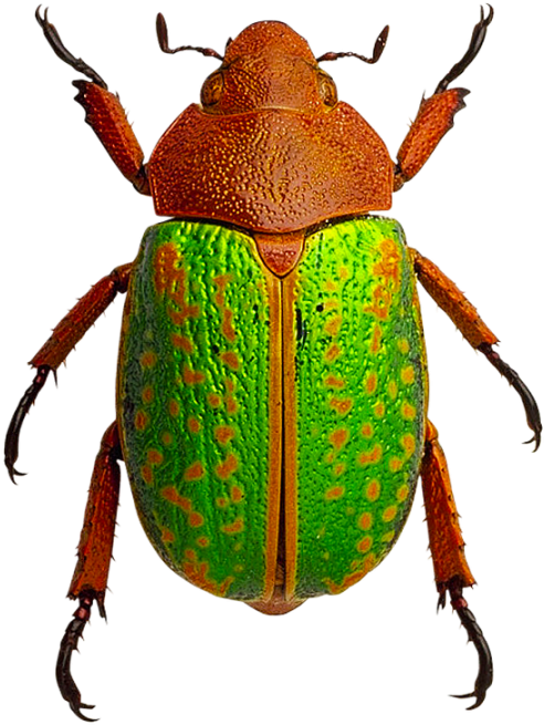 Beetle Insects Png - Beetle (900x900), Png Download