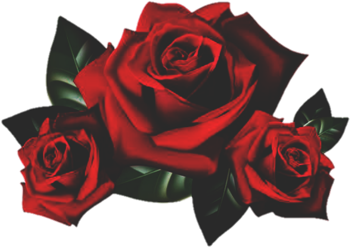 Rose Roses Flower Garden Red Nature - Transparent Background Rose Png (1024x1024), Png Download