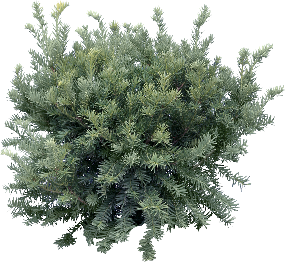 Деревья Вид Сверху Пнг (1000x919), Png Download