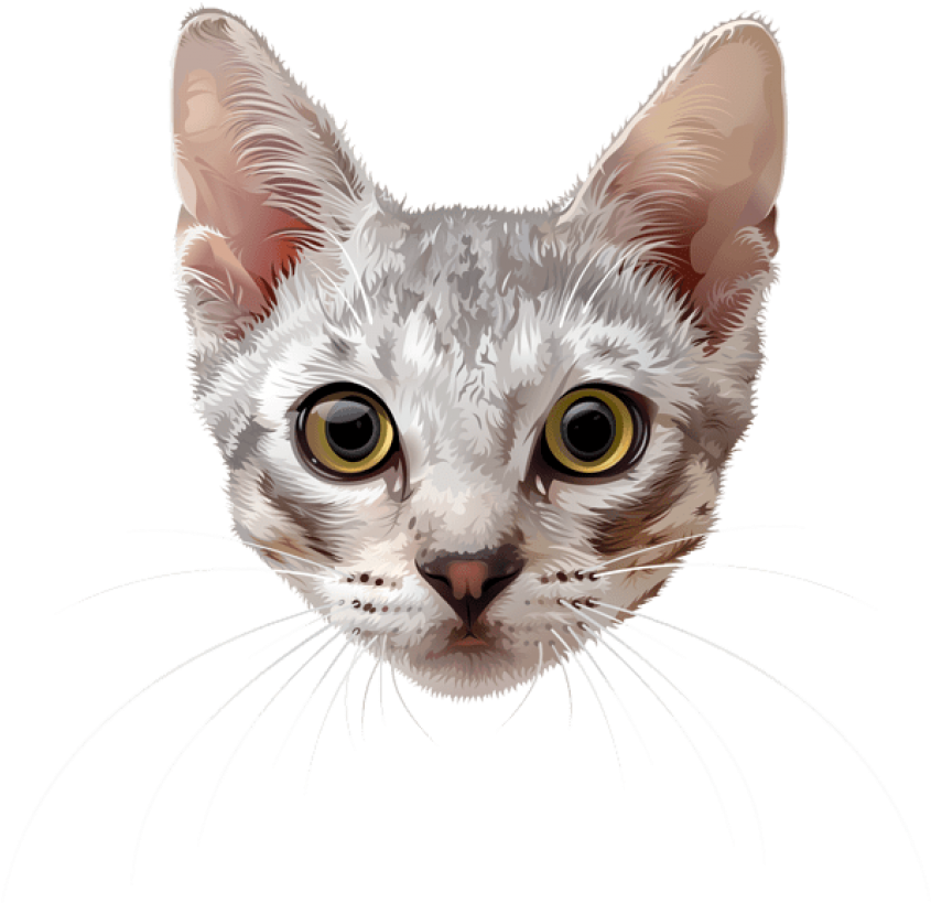 Free Png Download Cat Face Png Images Background Png - Cat Face Png (850x825), Png Download