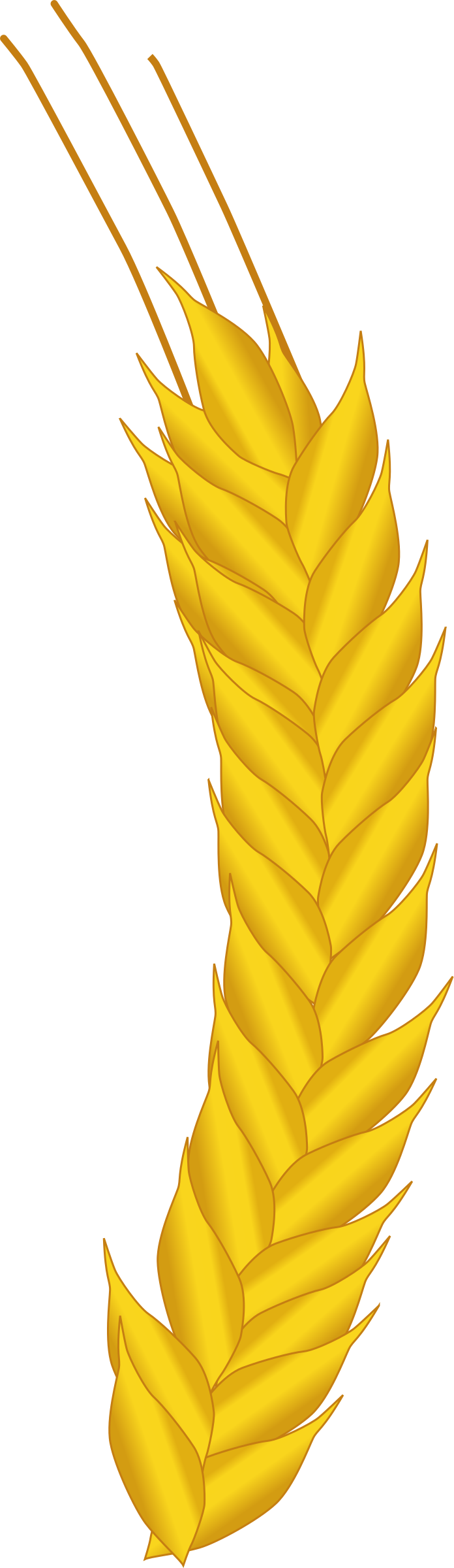 This Free Icons Png Design Of Ear Of Corn (696x2400), Png Download