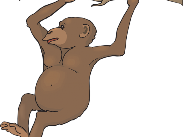 Chimpanzee Clipart Realistic - Clip Art (640x480), Png Download