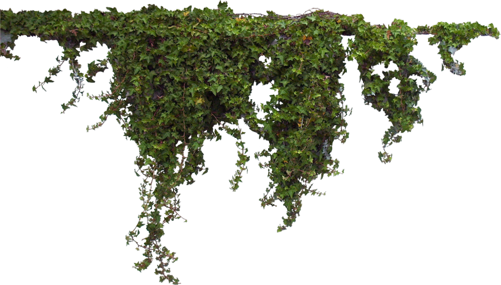 Ivy Sticker - Ivy Png (1024x583), Png Download