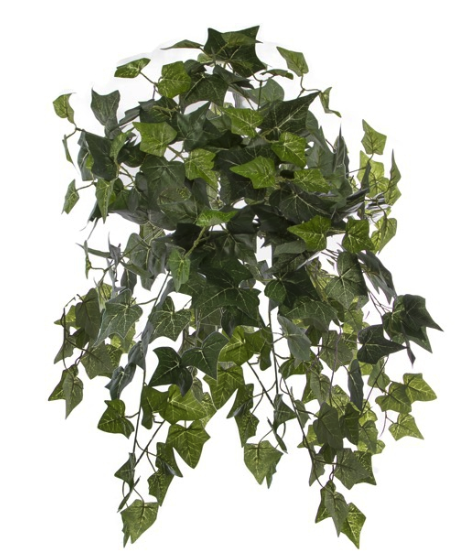 479154 - Sweet Gum (700x700), Png Download