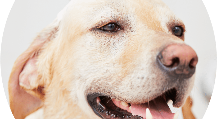 42 219k Dog Bath 20 Jul 2017 - Dog (1000x500), Png Download