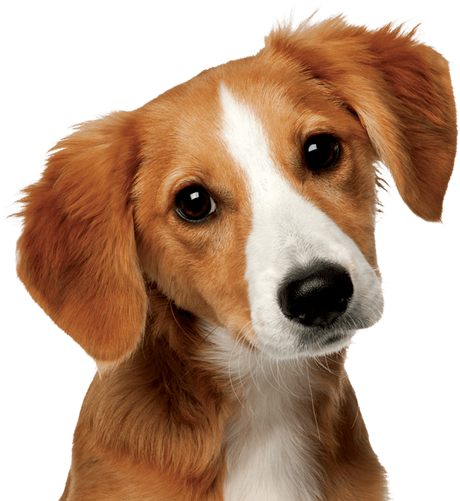 How Did Dogs And Humans Become Best Friends - Perro Y Gato Amigos (663x708), Png Download