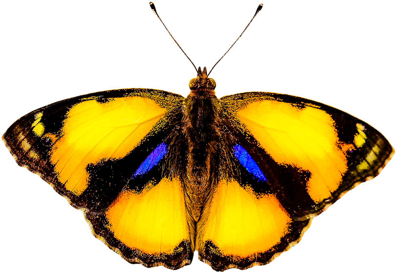 Nature, Animals, Butterfly, Insect, Fly, Wing, Probe - Animals That Fly (946x720), Png Download