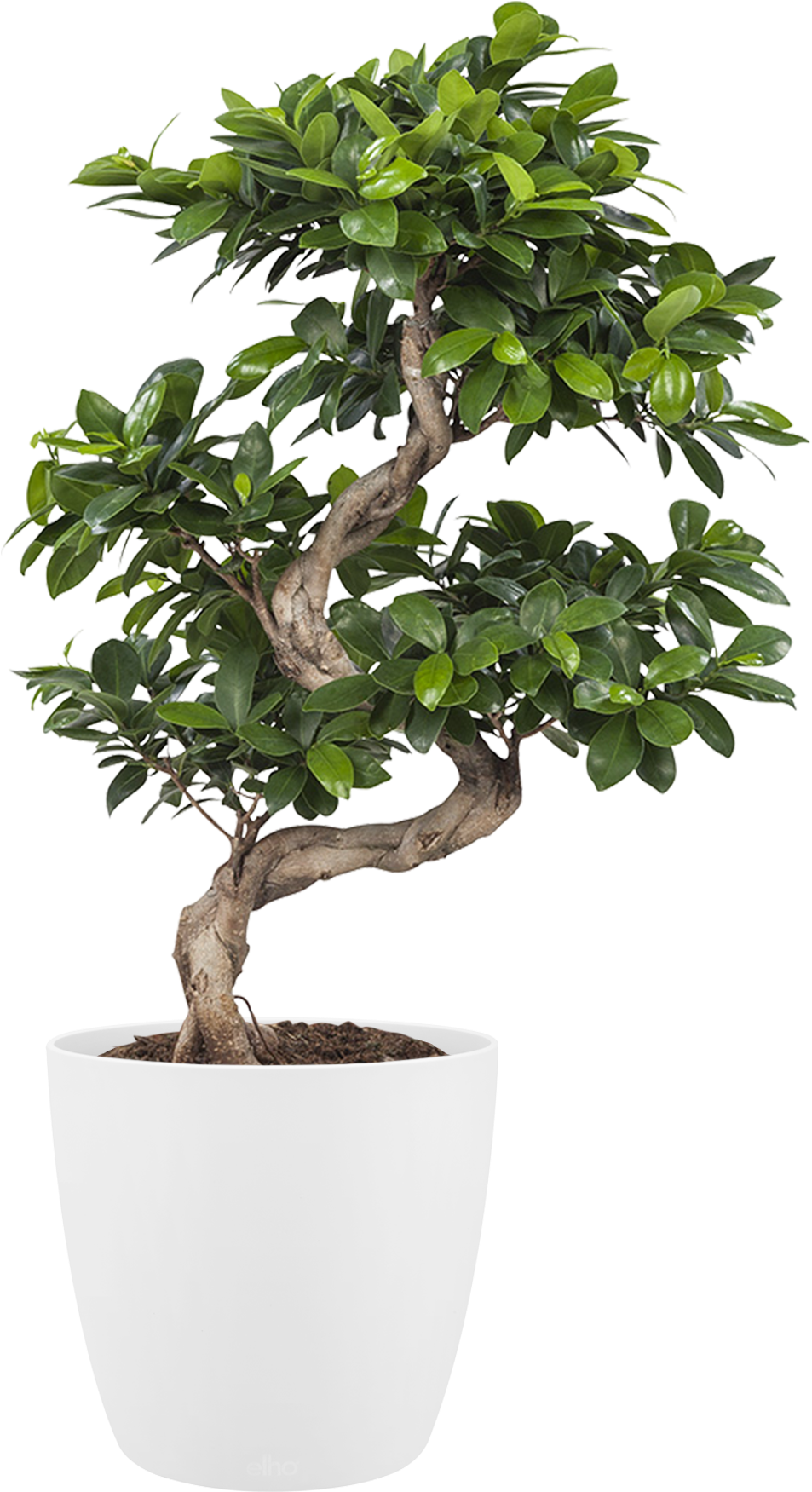 Potted Plant - Houseplant (2014x2014), Png Download